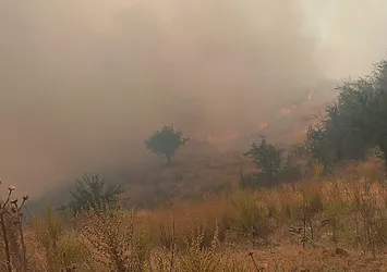 Nazilli'de zirai alanda yangın