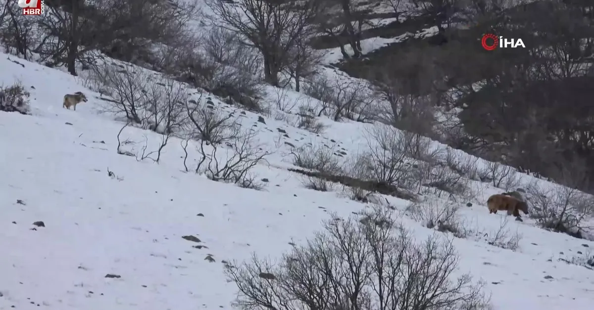 Tunceli'de tesadüfen belgeselleri aratmayan görüntüler kayda aldı! Ayı ile kurt...