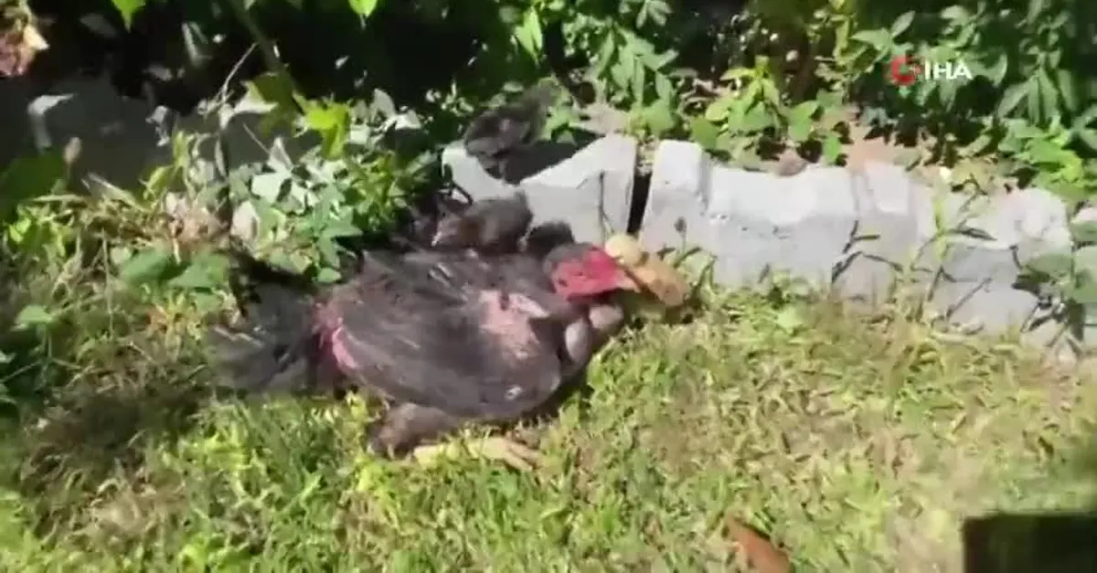 Kesmek için aldı kümese gidince şoke oldu! Bu horozu görenler gözlerine inanamıyor