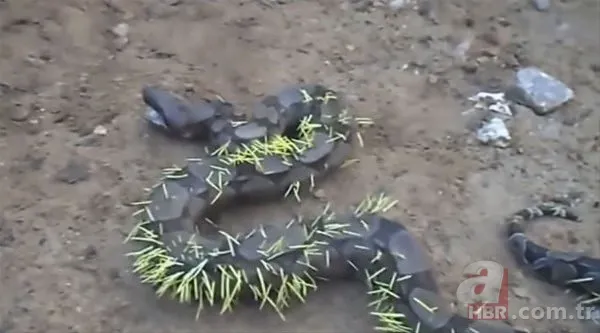 Onları görenler şaştı kaldı! 3