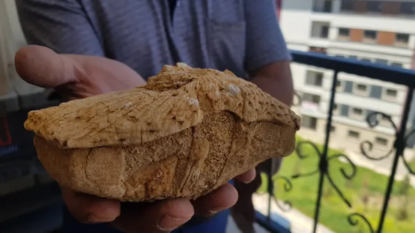 Doğa gezisine gitti 45 milyon yıllık fosil buldu - 3