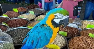 Turgut Özal’ın papağanı Cabbar çalındı