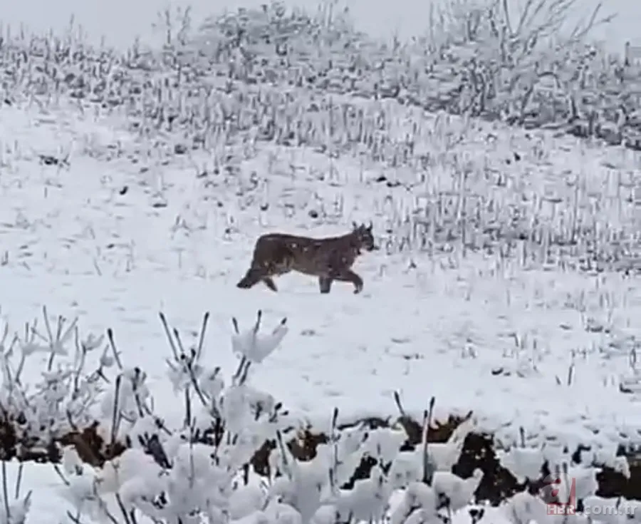 Görüntüler Trabzon’dan! Ender rastlanan türler Of’ta ortaya çıktı 3