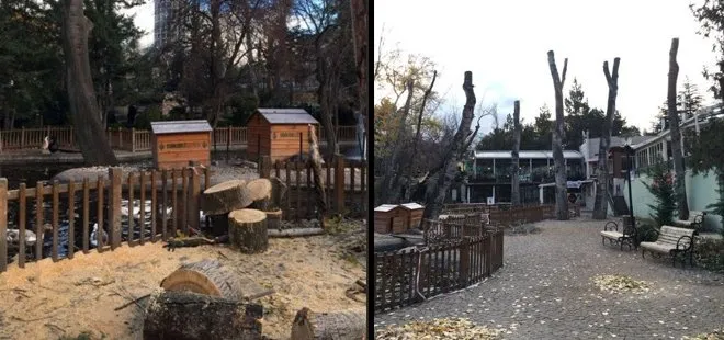 CHP’li Çankaya Belediyesi sağlam ağaçları kesmiş!