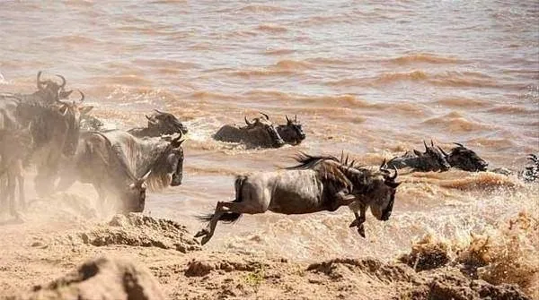 Sırtlanların arasında tek başına kalan aslanın mucize kurtuluşu! Son anda öyle şeyler oldu ki...