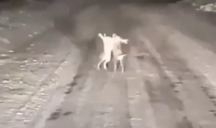 Kastamonu’da ilginç görüntü! Kar üstünde iki tavşanın düellosu sosyal medyayı salladı