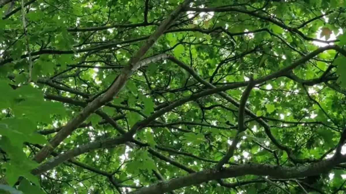 Optik illüzyon: Bu gizli kuşu sadece en keskin gözler bulabiliyor!