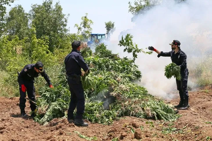 PKK’nın finans kaynağı kenevir tarlalarına operasyon