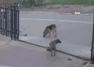Esenyurtta köpeği ezen taksici işten çıkarıldı