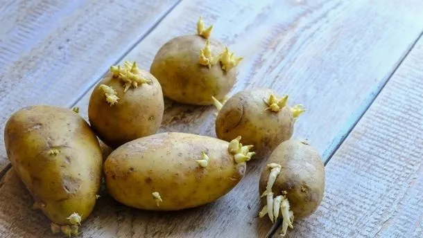 patates-boyle-gorunuyorsa-sakin-mutfaginiza-sokmayin-megerse-1708249247260.jpg Patates böyle görünüyorsa sakın mutfağınıza sokmayın! Meğerse... - 2