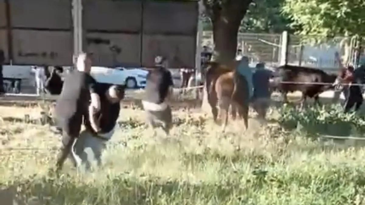 Kurbanlık danayı zapt etmeye çalıştılar