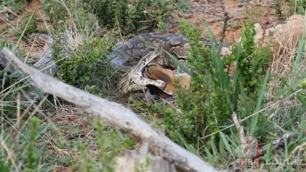 Ölümle burun buruna! Denizde korkunç anlar drone kamerasında! Dev köpek balığı... 24