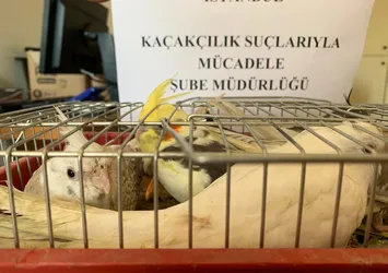 Kaçak papağan operasyonu: 45 papağana el konuldu