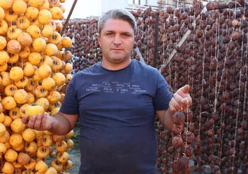 'Cennet elması' için hasat telaşı başladı
