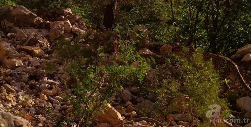 Cezası 1 milyon TL! Nesli tükenen tür 18 ilde aranacak 5