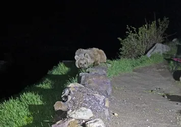 Nemrut'un ayıları kış uykusundan uyandı