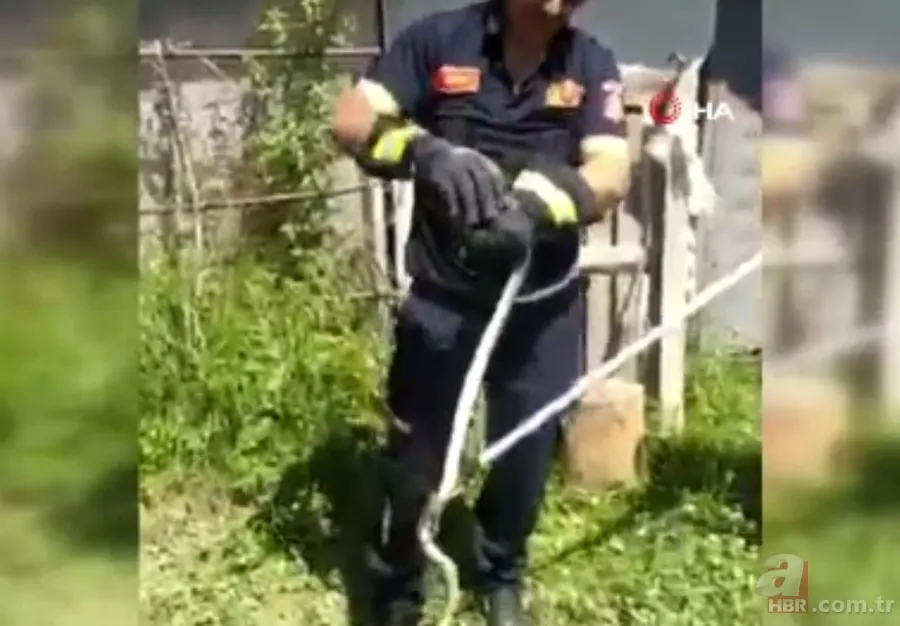 Kastamonu’da itfaiye ekiplerinin 2 metrelik yılanla imtihanı kamerada🐍 4