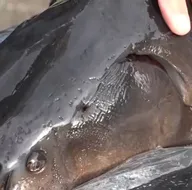 Kilosu 2 bin dolara kadar alıcı buluyor!