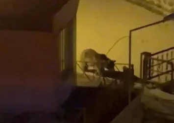 Üniversitede ayı paniği! Kampüse girdi