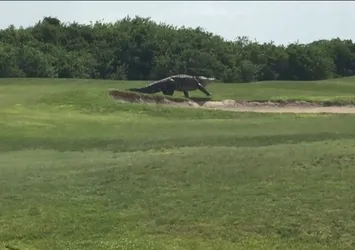 Timsah golf sahasına girdi!