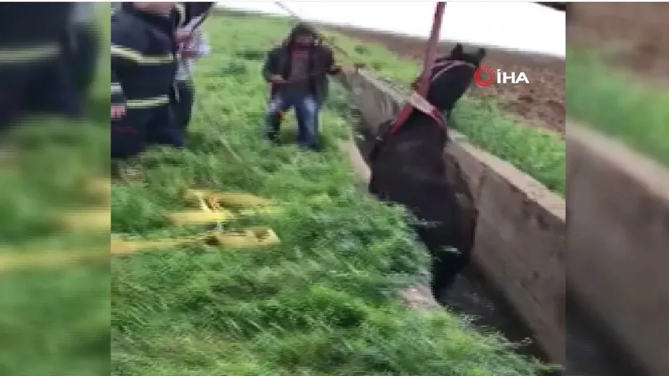 Şanlıurfa’da kanala düşen at kurtarıldı