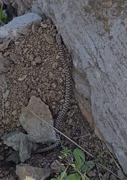 Havalar ısınınca ortaya çıktı! 1 metre uzunluğunda zehirli kocabaş yılanı böyle görüntülendi