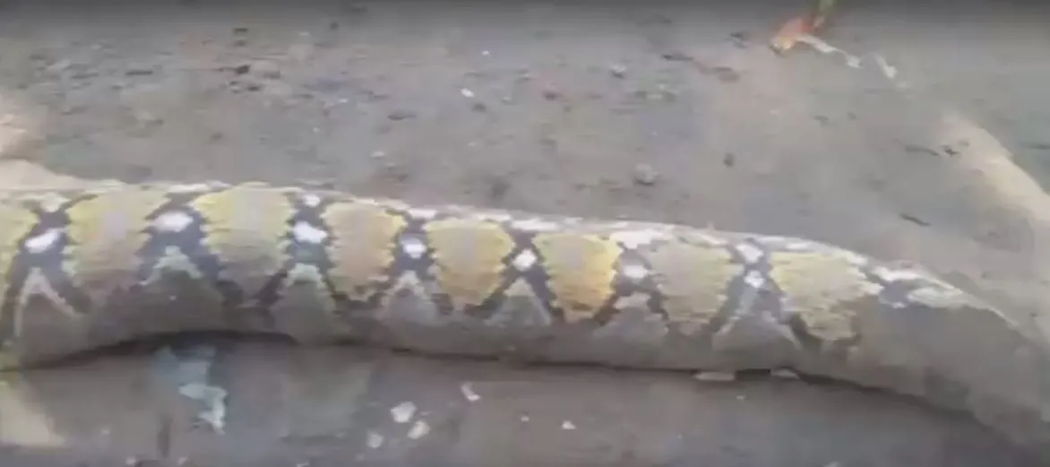 �Dev piton bebek yuttu� iddiası köyü karıştırdı! Şaşkın �Dev piton bebek yuttu� iddiası köyü karıştırdı! Şaşkın