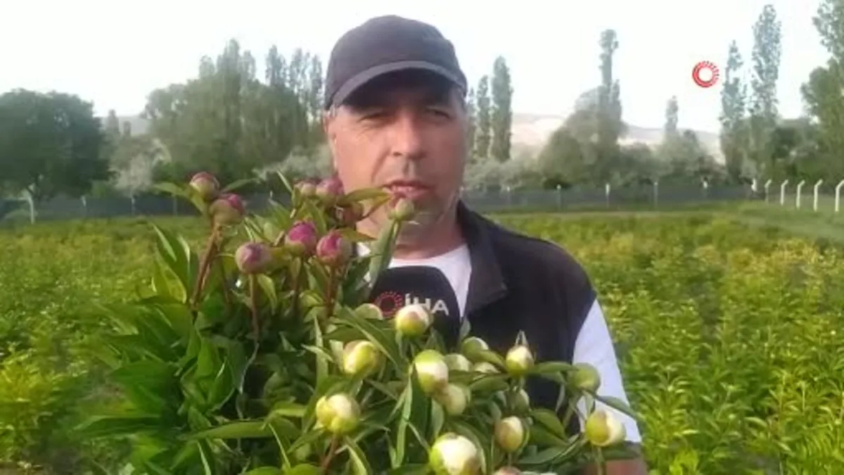 Sivas’ta Hollanda güzeli hasadı