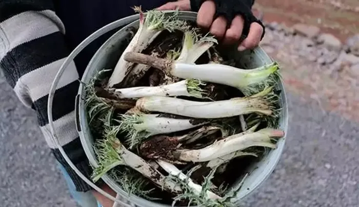 Kenger sakızı nedir, ne işe yarar? Kenger sakızının 5 faydası...