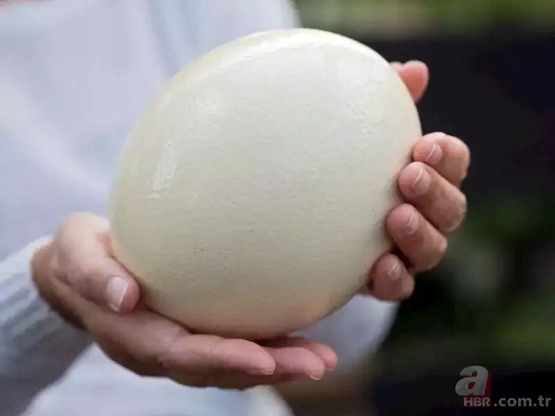 Kemik erimesine Mimar Sinan ve İbn-i Sina formülü! Kalsiyum depolarınızı baştan aşağı dolduracak! 9