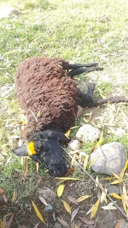 Köylüler çığlıklara koştu! Sürüye saldırıp parçaladılar… Çoban canını zor kurtardı: Beni de parçalayacaklardı