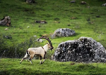 Yaban keçisi avlayanlara büyük ceza