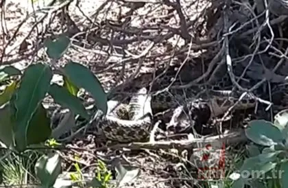Sivas’ta görüntülendi! Dev yılan kuşu yuttu 🐍 | İşte vahşi doğa belgesellerini aratmayan anlar 🐦