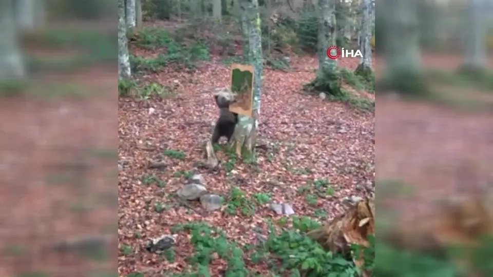 Ayının ayna ile imtihanı fotokapana yansıdı