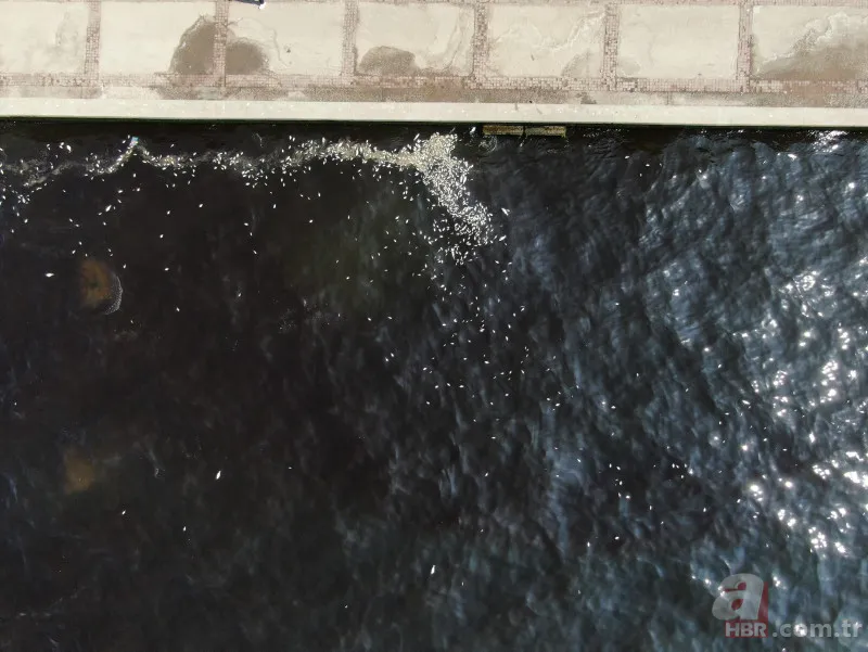 İzmir'de halkı isyan ettiren görüntüler! Karada çöp dağları, havada pis koku ve denizde balık ölümleri... 13