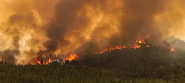 Fidan bağışı nasıl yapılır? TEMA 1 fidan fiyatı kaç TL? Yangın bölgeleri için fidan bağışı nasıl yapılır?