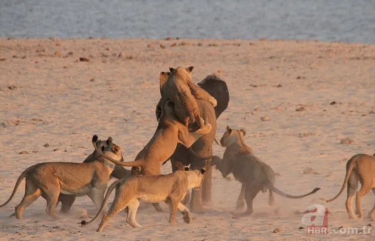 Vahşi doğada inanılmaz anlar! Genç fil aslan sürüsüne karşı karşıya