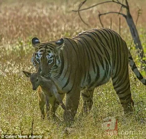 Partnerini kaybetmişti! Dünyanın en yalnız fili "Kaavan"... 25