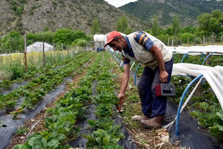 Gümüşhane’de çileklerini türkü dinleterek üreten çiftçi taleplere yetişemiyor