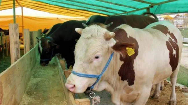Bilim Kurulu Üyesi uyardı: Çalışanlar bayramda ziyarete gitmesin - 4