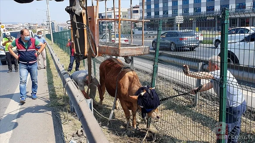 Kurban Bayramı'na saatler kala hareketli dakikalar! Kiminin kolu çatladı, kiminin boğası kaçtı 8