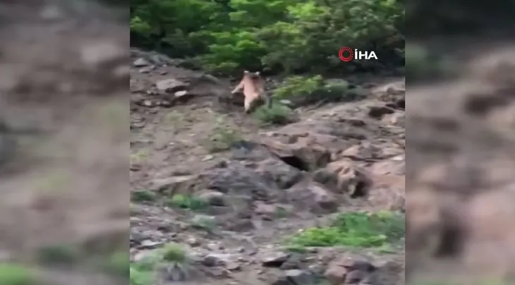 Yayla evinin davetsiz misafirleri! Aynı gün içinde kamerada