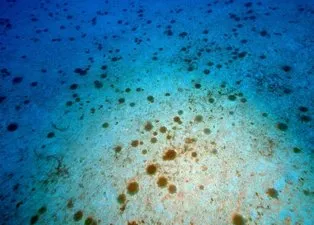 Kaş’ta ’yakıcı denizanası’ istilası! Kritik uyarı: Hastanelik olabilirsiniz