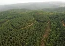 Birçok ilde ormana girişler yasaklandı! İşte o iller...