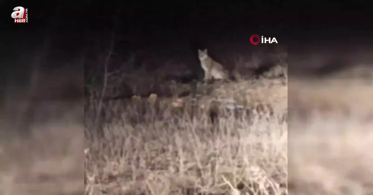Görüntüler Gümüşhane'den! Nesli tehlike altındaki Kafkas vaşağı gece avlanırken böyle görüntülendi