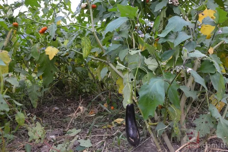 Patlıcan tohumu ekti sebzeler büyüyünce hayatının şokunu yaşadı! İlk defa böylesini gördü