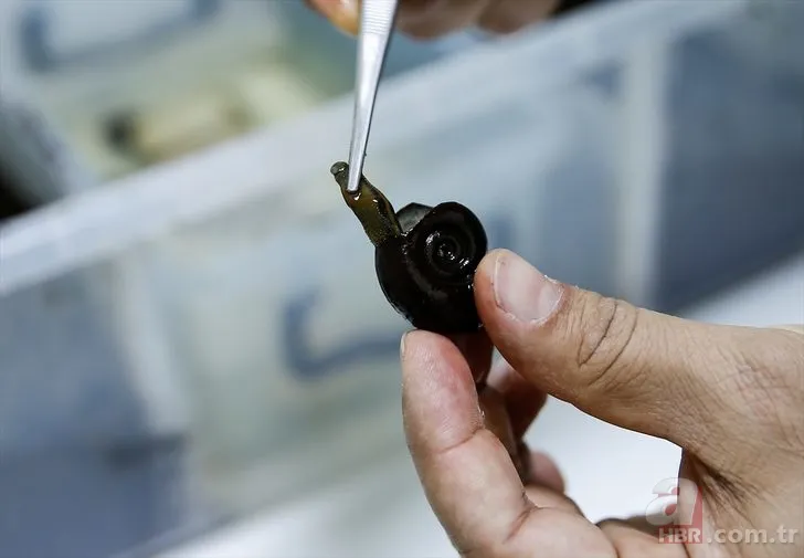 Sülüklerin nesli tükenme tehlikesiyle karşı karşıya! Uzmanlar uyardı… 1