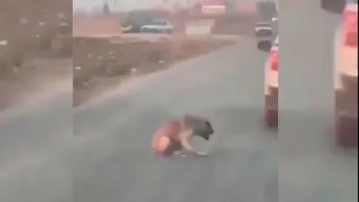 Köpeğe ateş edip yaralayan kişi yakalandı