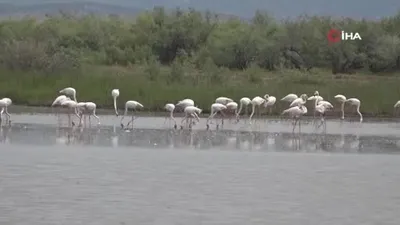Flamingolardan görsel şölen