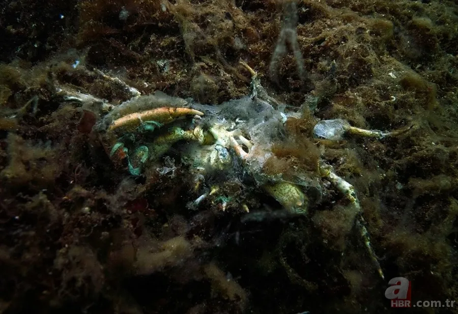 Deniz salyası ABD basınında: Marmara ölüyor! Çevre profesöründen kritik uyarı geldi 10